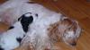 Click image for larger version

Name:	Rosie and Lily crashed out after playing!  17.1.05 002.jpg
Views:	317
Size:	12.5 KB
ID:	1729