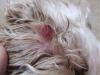 Click image for larger version

Name:	Rosie's ear 29.4.2006 004.jpg
Views:	414
Size:	16.1 KB
ID:	2207