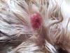 Click image for larger version

Name:	Rosie's ear 29.4.2006 006.jpg
Views:	421
Size:	17.8 KB
ID:	2208