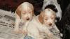 Click image for larger version

Name:	Poppy and pups 5.6.2005 008.jpg
Views:	225
Size:	15.2 KB
ID:	332