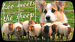 Click image for larger version

Name:	1sheep.jpg
Views:	1624
Size:	59.8 KB
ID:	4909